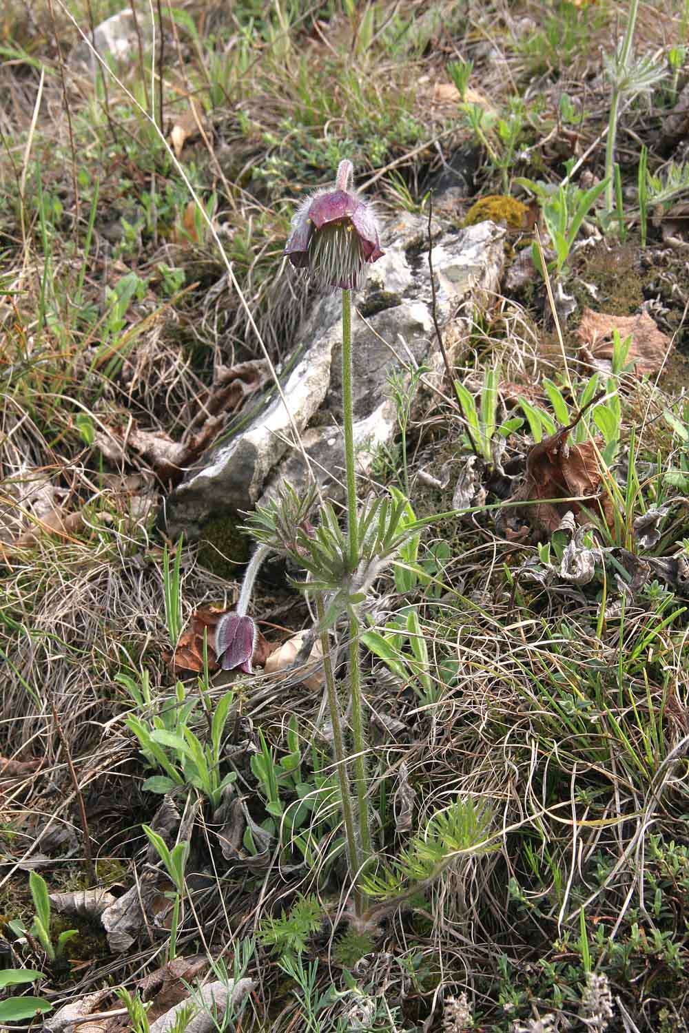 Image of Small Pasque Flower