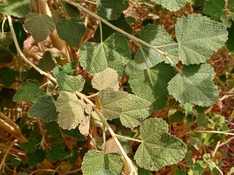 Image of pinkflowered bushmallow