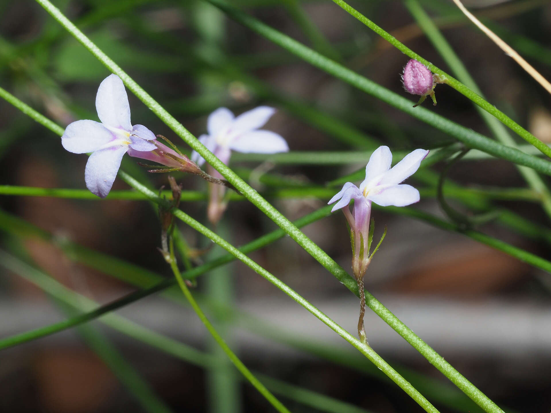 Imagem de Lobelia patula L. fil.