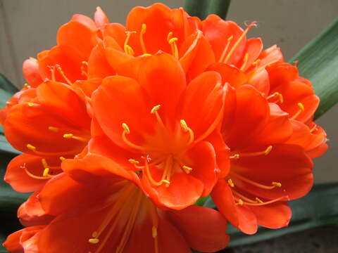 Image of Clivia