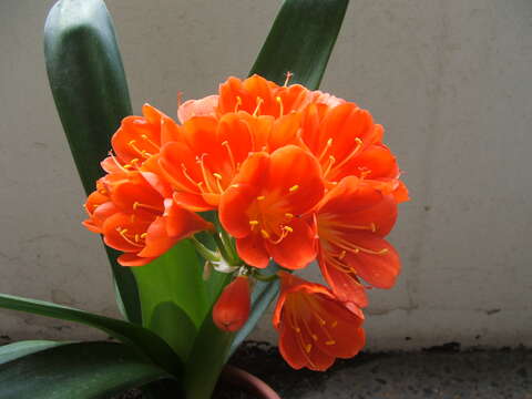 Image of Clivia