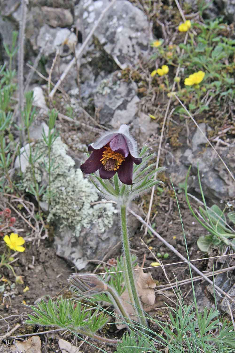 Image of Small Pasque Flower