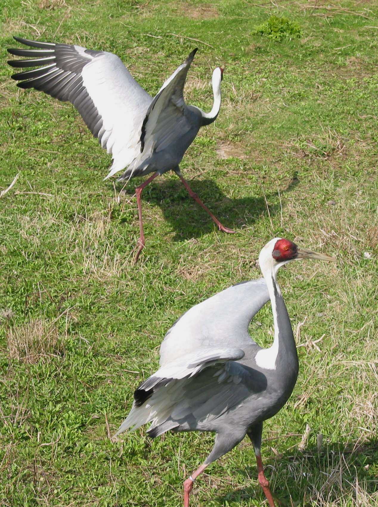 Image of White-naped Crane