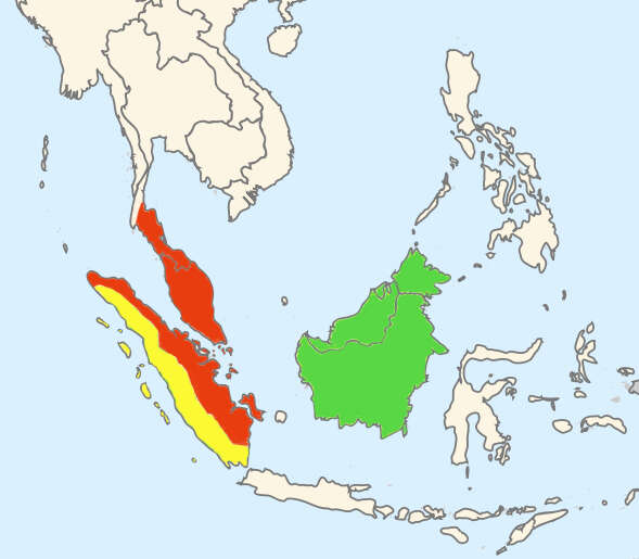 Image of Bornean Short-tailed Python