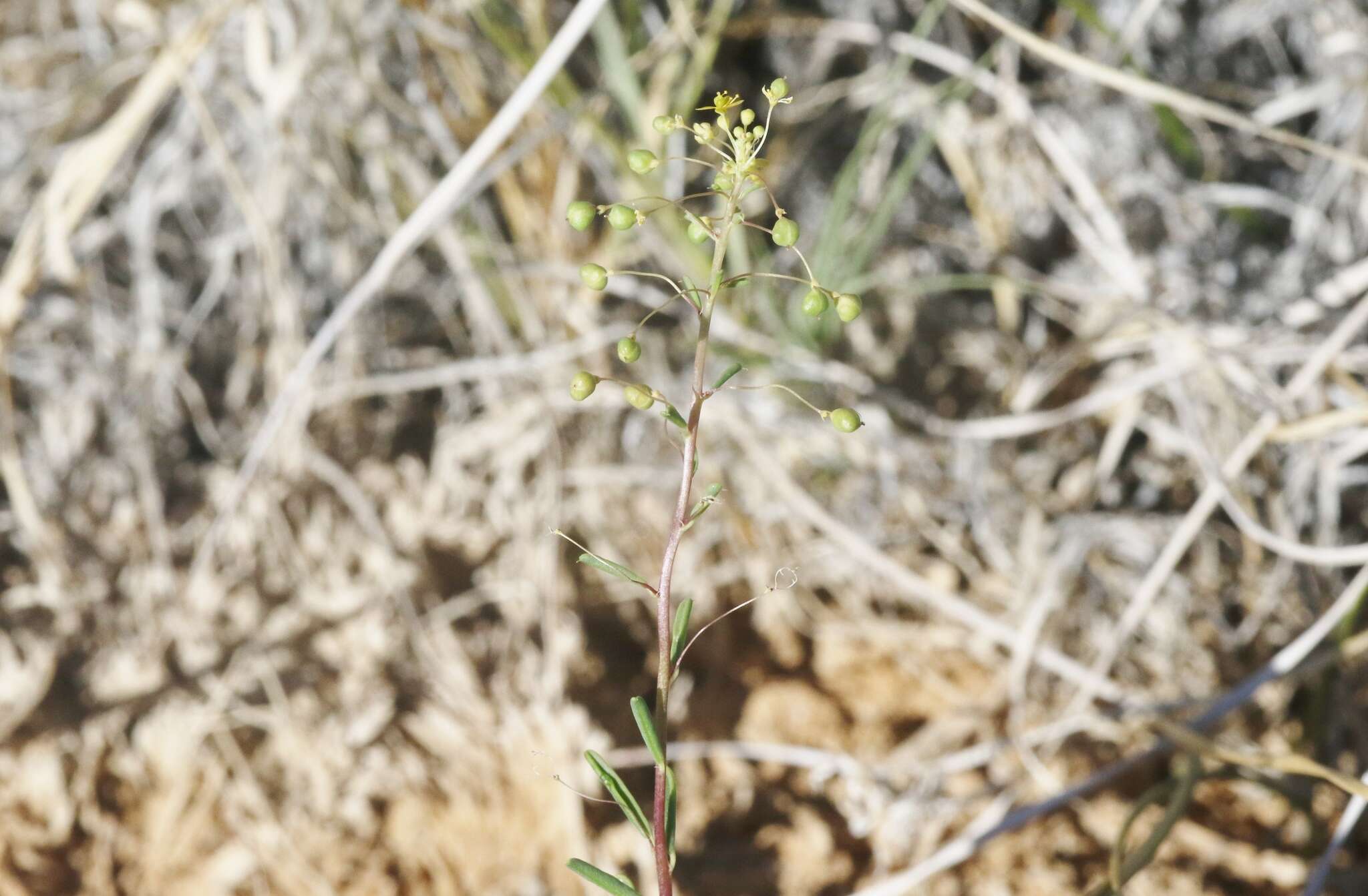 Image of Small-Flower Stinkweed