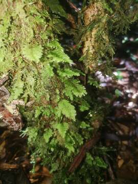 Image of Smith's leptodon moss