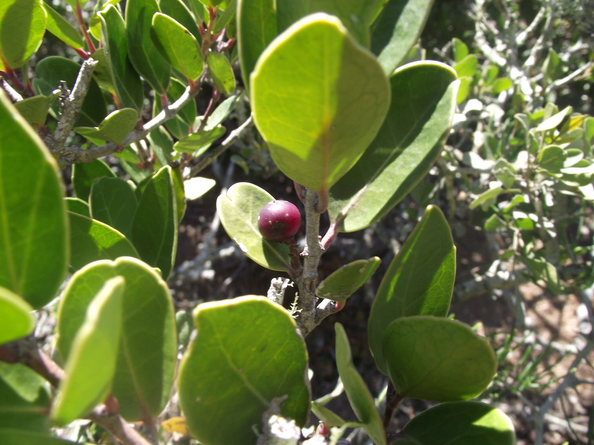 Image de Lauridia reticulata Eckl. & Zeyh.