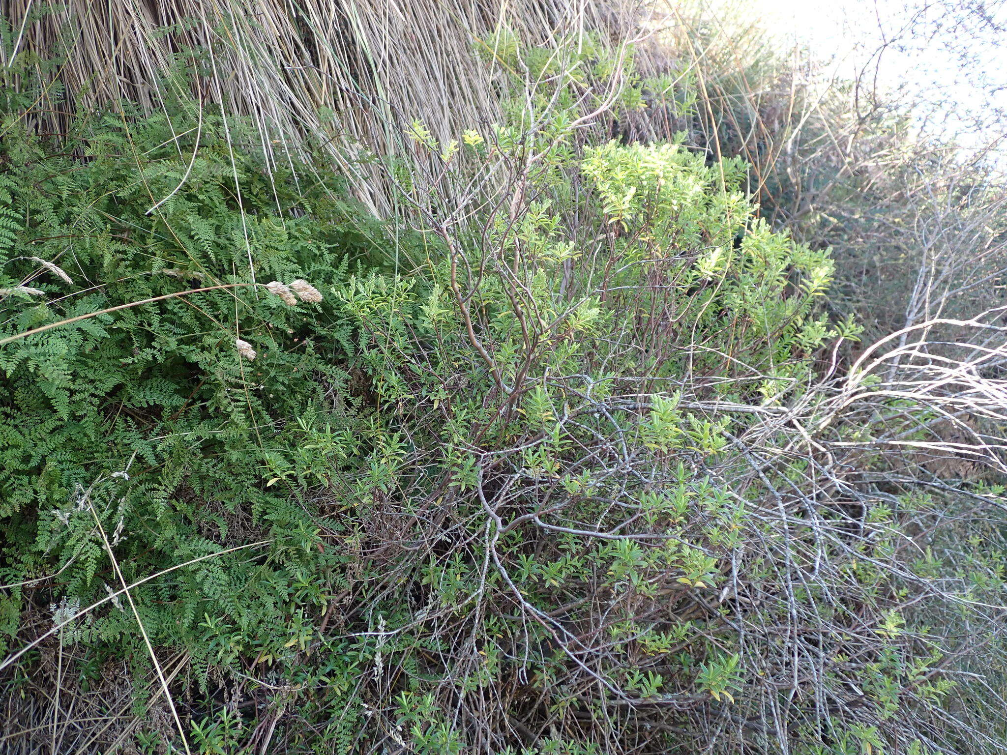 Слика од Veronica rakaiensis J. B. Armstr.