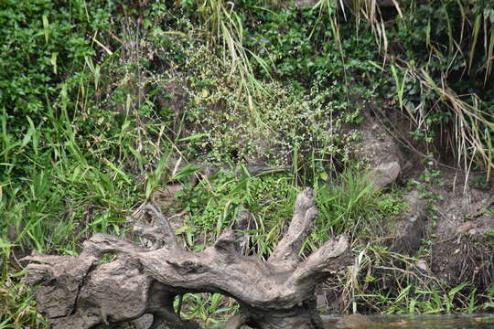 Image of Australian Freshwater Crocodile