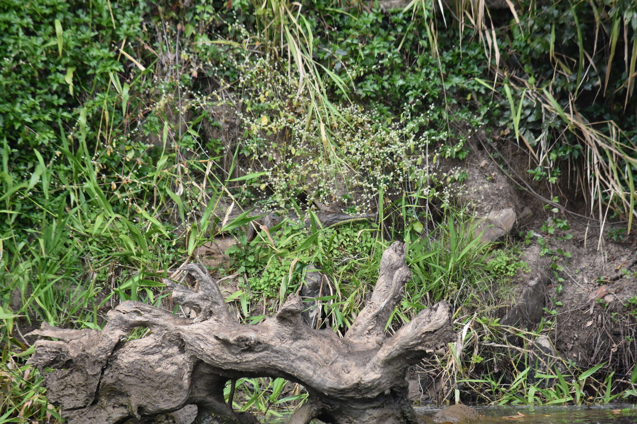 Image of Australian Freshwater Crocodile