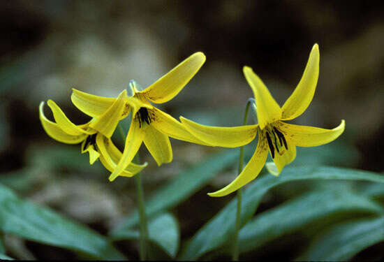 Imagem de Erythronium americanum Ker Gawl.