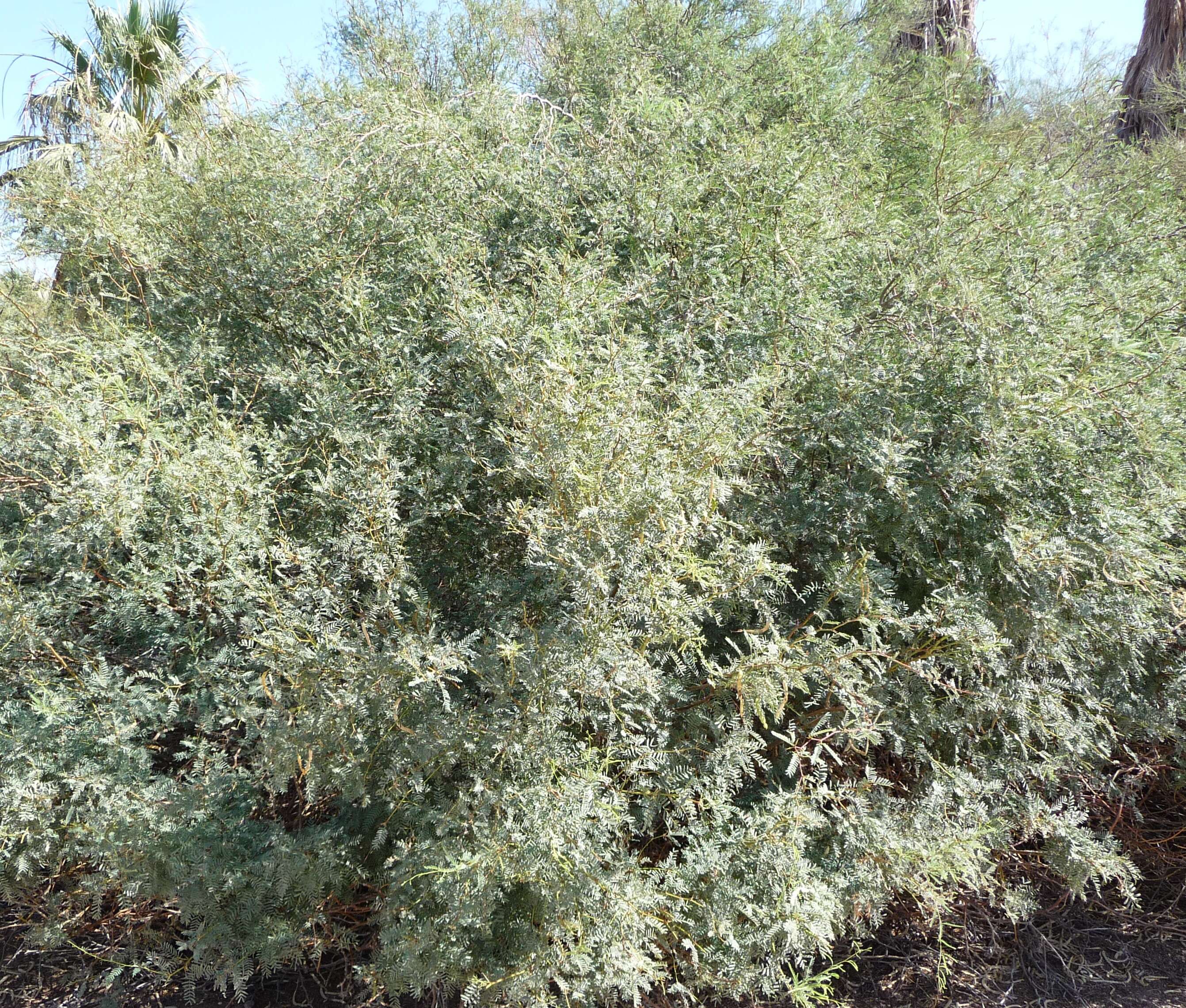 Image of honey mesquite