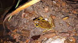 Image of Litoria spaldingi (Hosmer 1964)