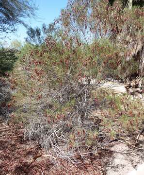 Image of Burnt-leaved Acacia