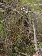 Image of Valeriana capensis Thunb.