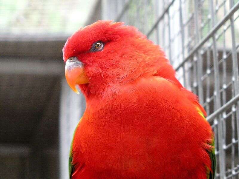 Image of Chattering Lory