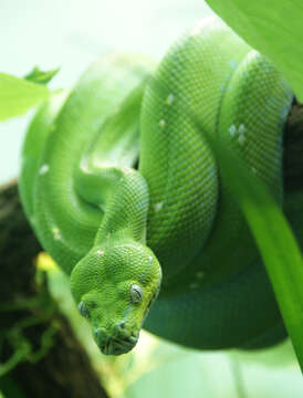 Image of Green Python