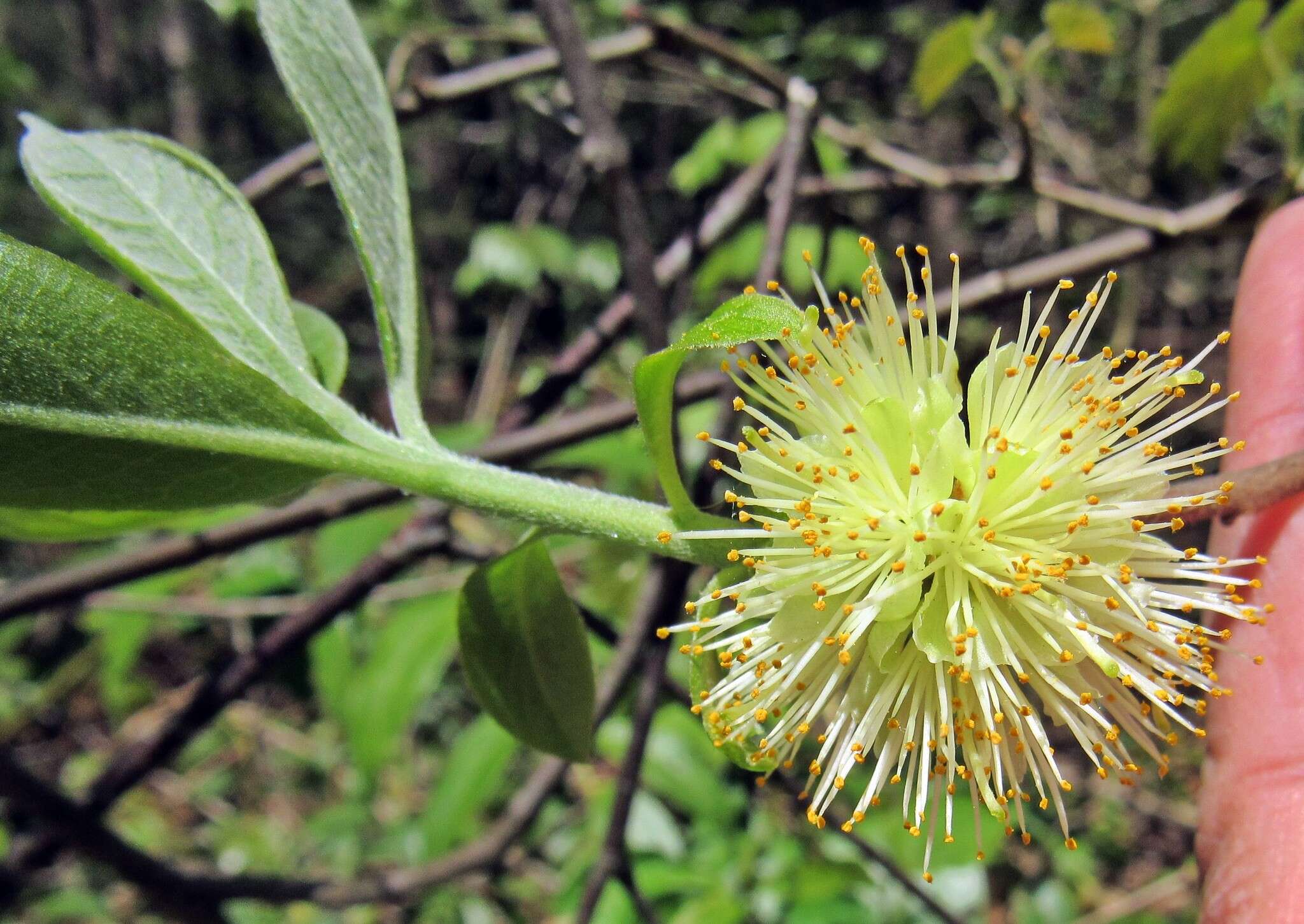 Sivun Symplocos tinctoria (L.) L'Her. kuva