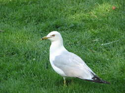 Image of Ring-billed Gull