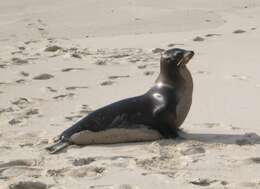 Image of Galapagos Sea Lion