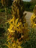 Image of yellow asphodel