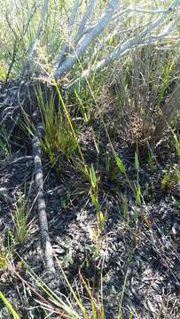 Imagem de Panicum erectifolium Nash