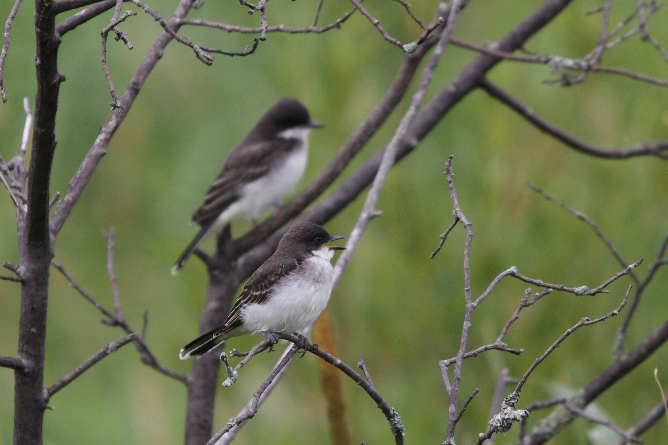 Image of Eastern Kingbird