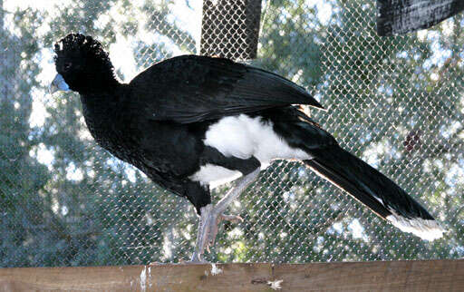 Image of Blue-billed Curassow