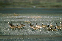 Plancia ëd Branta hutchinsii leucopareia (Brandt & JF 1836)