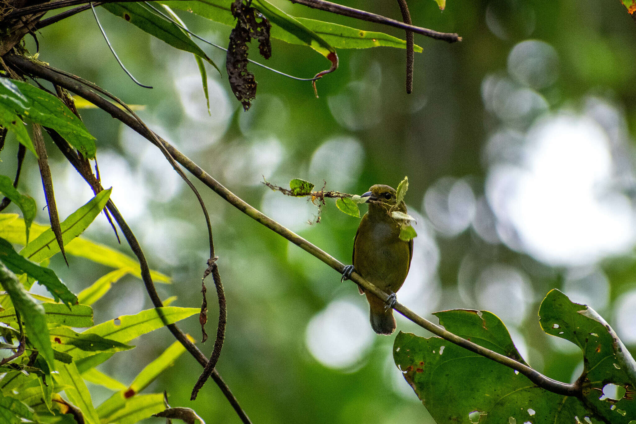 Euphonia rufiventris (Vieillot 1819)的圖片