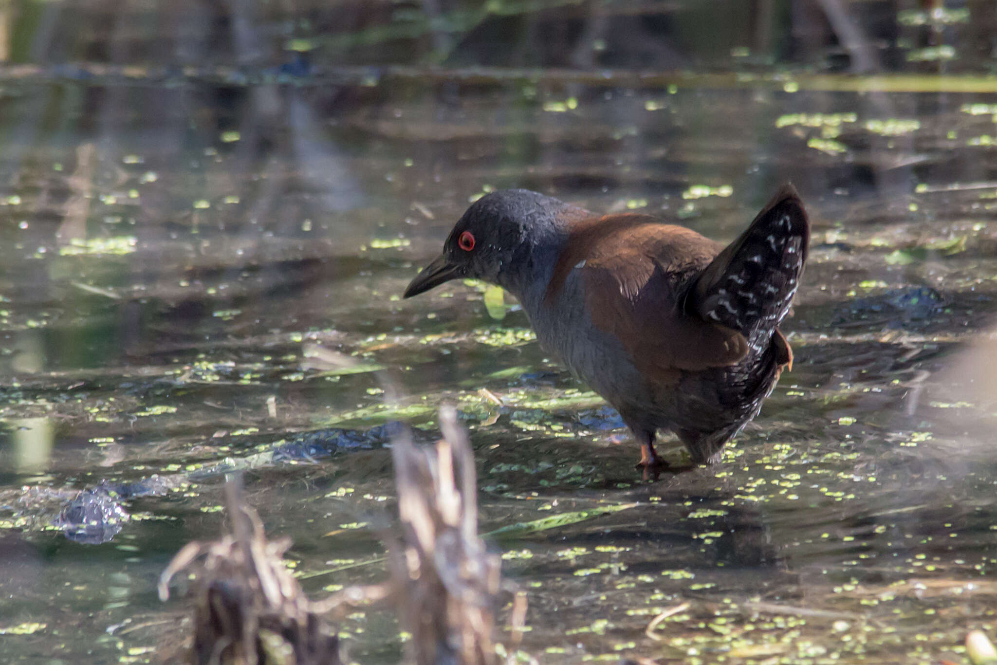 Image of Spotless Crake