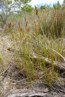 Image of Hypodiscus argenteus (Thunb.) Mast.