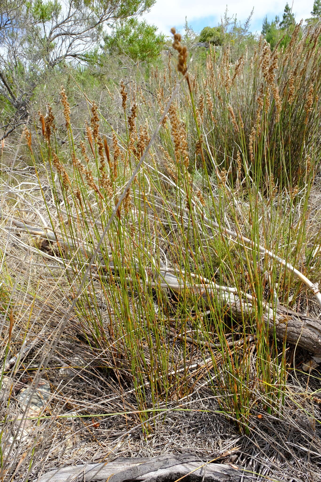 Image of Hypodiscus argenteus (Thunb.) Mast.