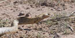 Image of Cape cobra