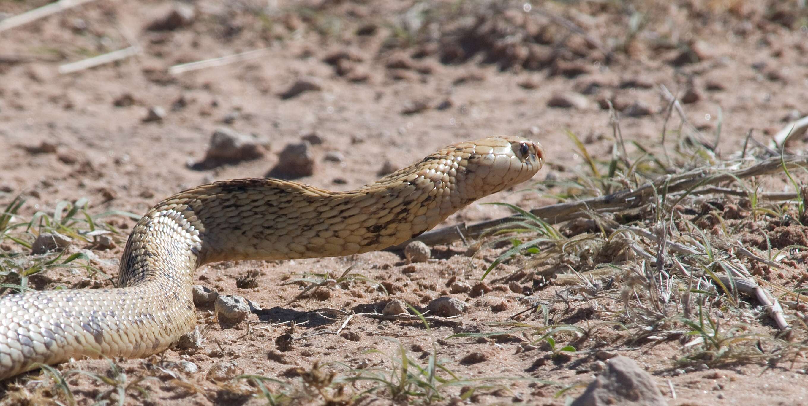 Image of Cape cobra