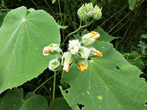 Imagem de Abutilon umbelliflorum A. St.-Hil.