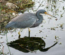 Image de Aigrette tricolore