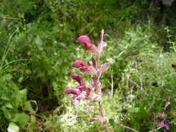 Image of Jerusalem salvia