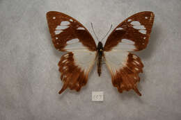 Image of African Swallowtail