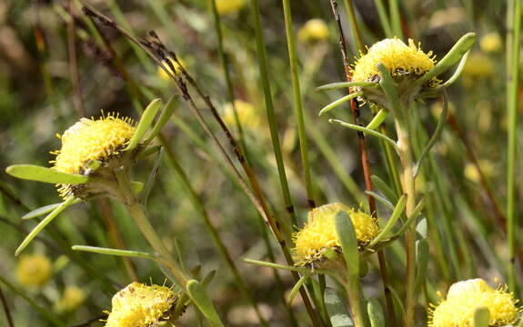 Image of Leucadendron cinereum (Sol. ex Aiton) R. Br.