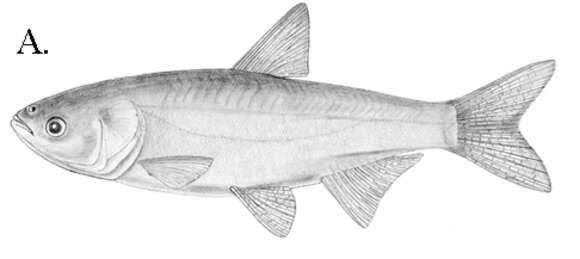 Image of silver carp