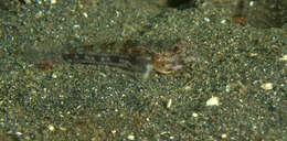 Plancia ëd Ancistrogobius