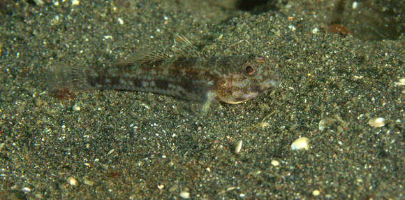 Plancia ëd Ancistrogobius