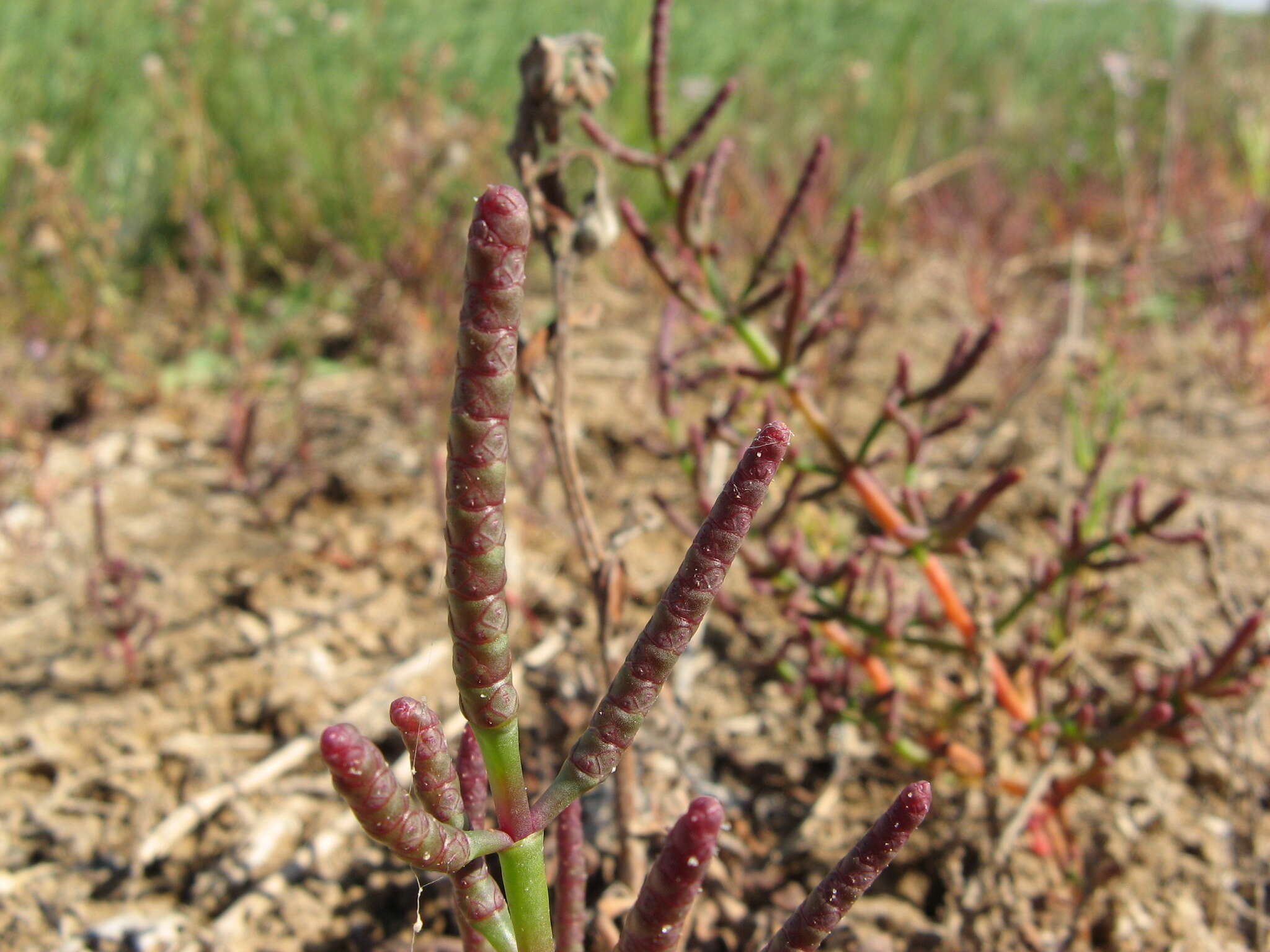 Image of Salicornia perennans Willd.