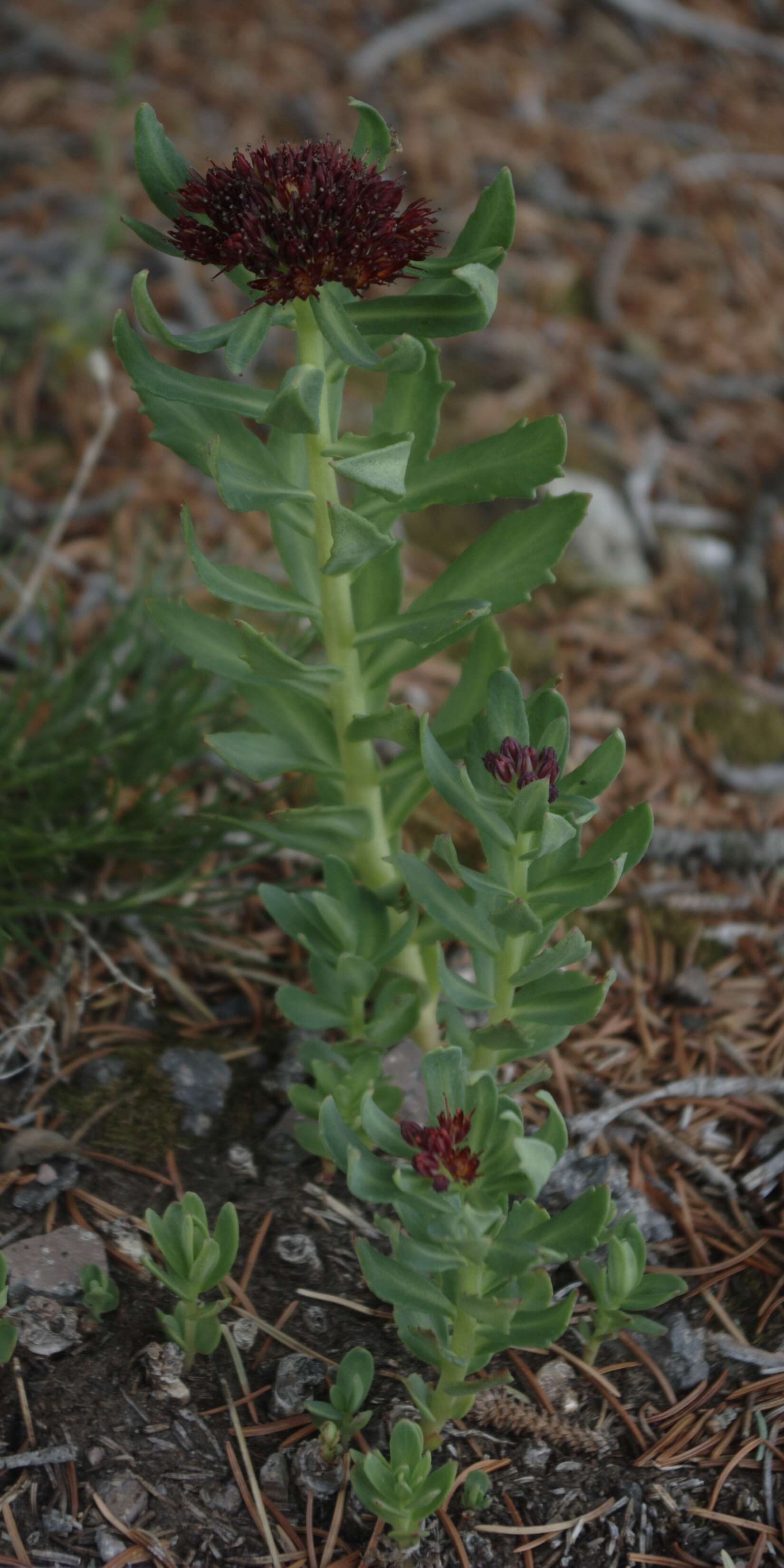 Image of ledge stonecrop