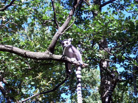 Image of Lemur Linnaeus 1758