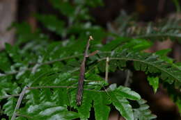 Image of Tagalomantis manillensis Saussure 1870