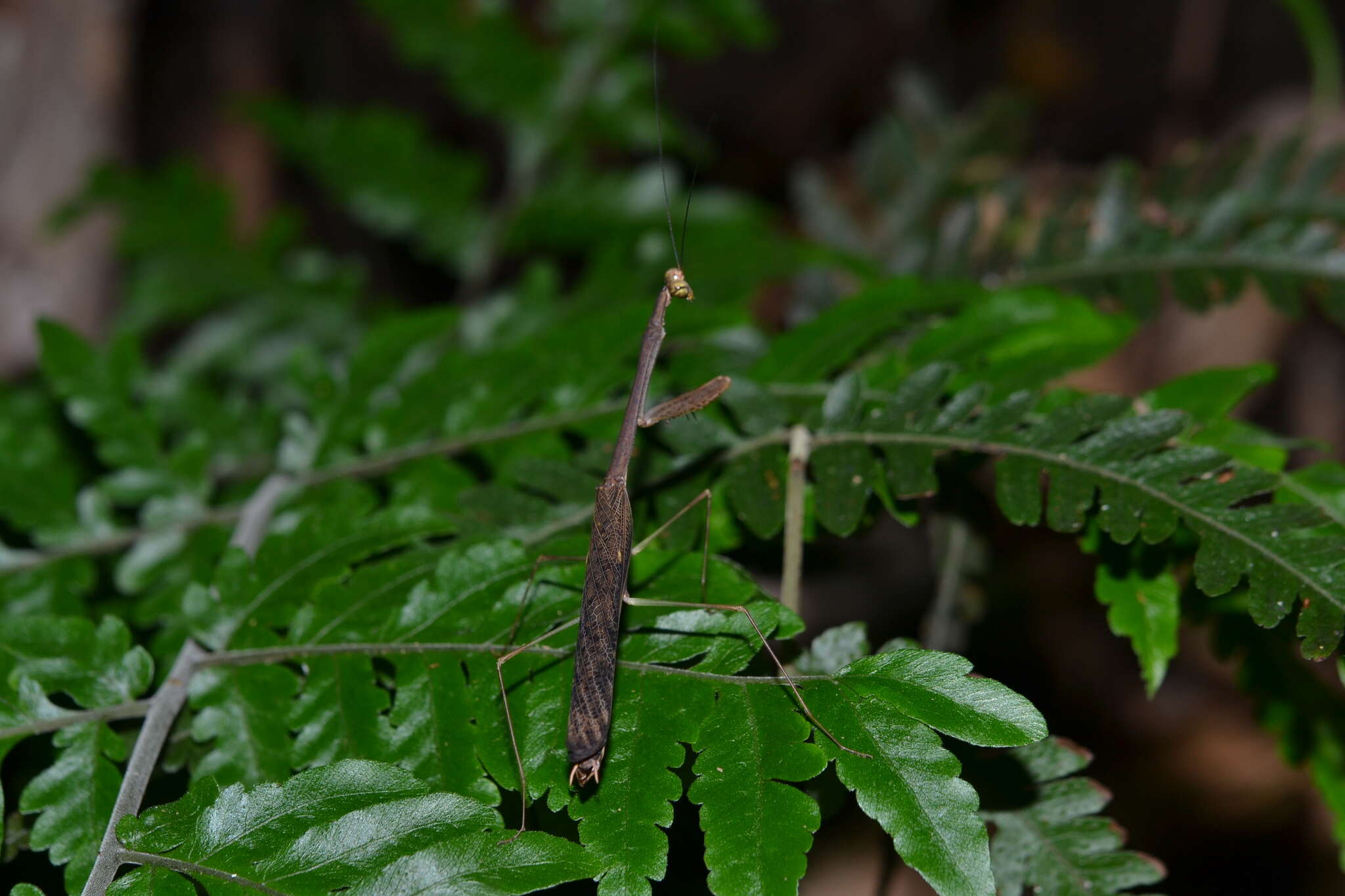 Image of Tagalomantis manillensis Saussure 1870