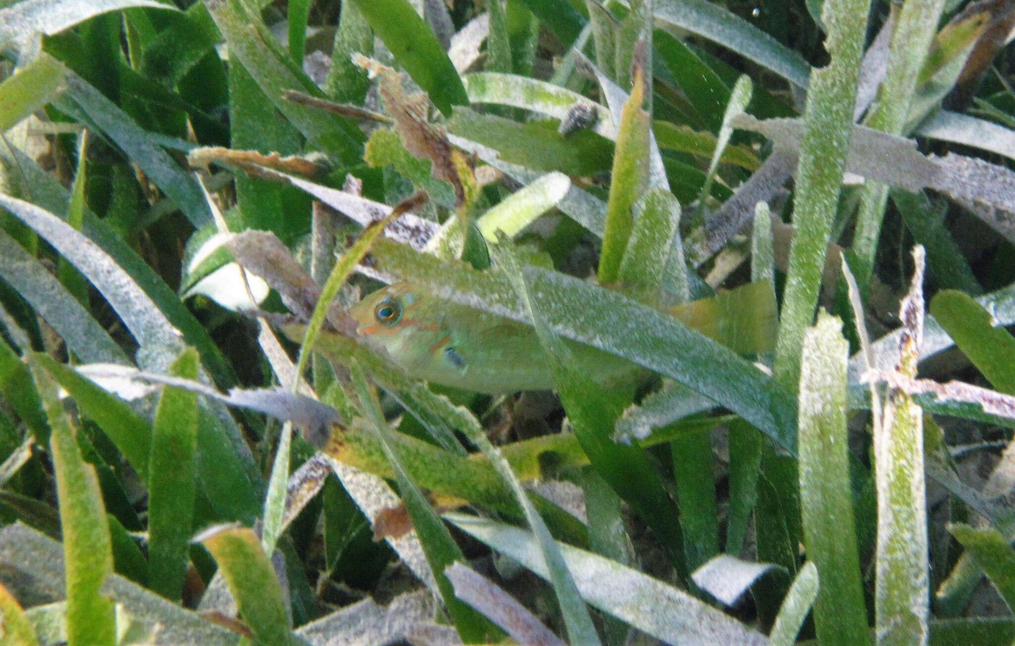 Image of Bucktooth Parrotfish