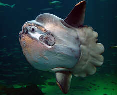 Image of Mola